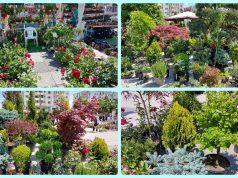 Vasluiul se umple iar de culoare: ”Serbarea Florilor” revine cu ediția aniversară și zeci de expozanți