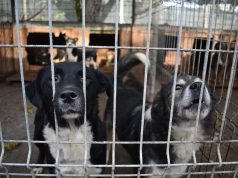 Adăpostul public pentru câini din Bârlad a ajuns la capacitate maximă. Apel al autorităților locale către populație și ONG-uri!